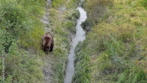 Grizzly walking into your direction next to little river in the Alaska Wildlife Conservation Center 