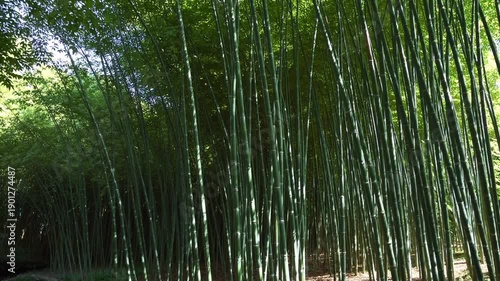 Wallpaper Mural Bamboo Forest Serenity: A dense grove of towering bamboo stalks creates a tranquil atmosphere, the sunlight filtering through the leaves, illuminating a peaceful and inviting sanctuary. Torontodigital.ca