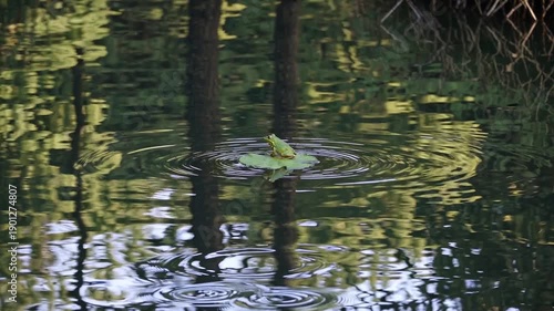 Wallpaper Mural Frog on Lily Pad: A serene moment in nature unfolds as a frog rests gracefully upon a lily pad in a tranquil pond, surrounded by the gentle reflections of trees. Torontodigital.ca