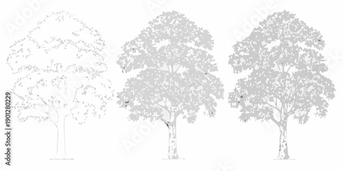 Representations of trees from outline to fully shaded detailed illustrations