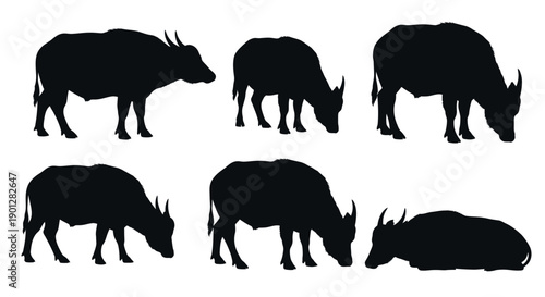 Vector silhouette illustrations of anoa (dwarf buffalo) in various poses, including standing, walking, grazing, and resting.