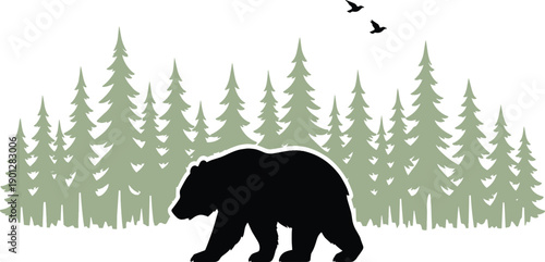 WebBlack bear silhouette with white outline walking in front of green pine forest trees and flying birds, minimalist wilderness nature vector illustration landscape.