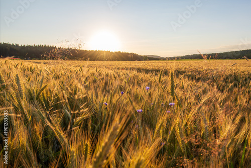 Obraz na płótnie sunrise over a grain field