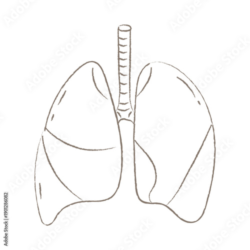 Hand Drawn Sketch of Human Respiratory Lungs Organ