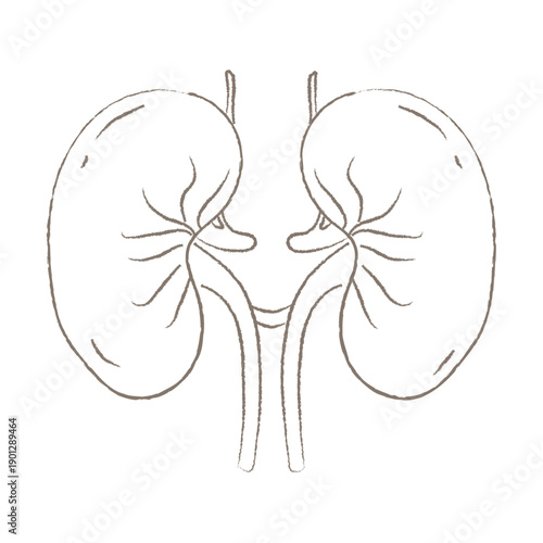 Vintage Hand Drawn Human Kidneys Anatomy Medical Sketch Illustration