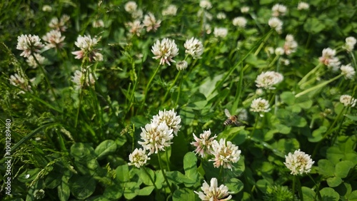 White clover flowers blooming in a green meadow with fresh grass and a flying bee in natural sunlight. Concept of pollination biodiversity and harmony of wildlife in a natural ecosystem