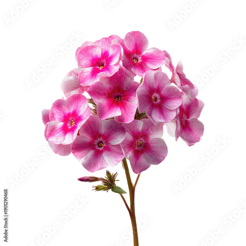 Pink and white phlox flowers cluster atop a stem against a black backdrop