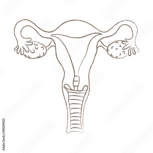Hand Drawn Sketch of Female Reproductive Ovaries System Anatomy