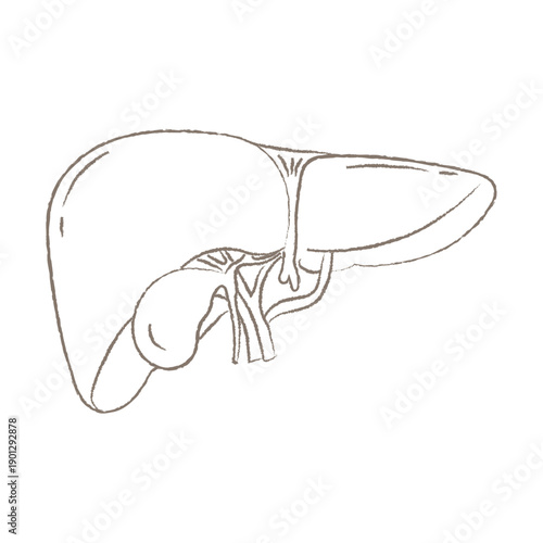 Detailed Hand Drawn Sketch of Human Liver Anatomy