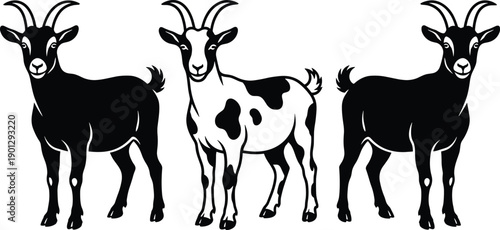Three stylized goats vector illustration with black and white farm animals standing isolated on white background for rural livestock design elements