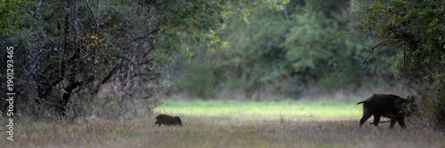 Female wild boar and her striped piglet crossing a forest path while trotting, Sus scrofa, Sologne, Loiret 45, région Centre Val de Loire, France, European Union, Europe