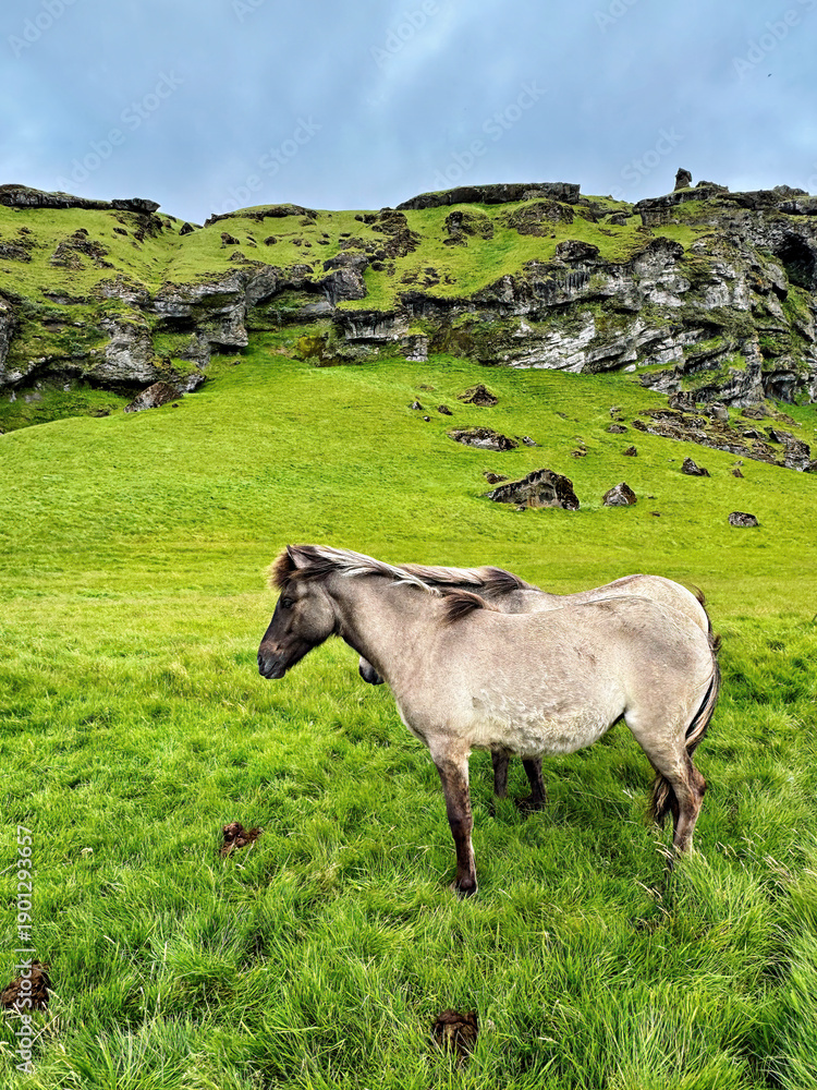 Fototapeta premium Icelandic horses in the wild in Iceland during the summer