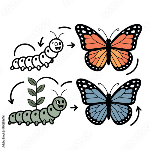 Caterpillar transforms into two different colored butterflies illustrating.