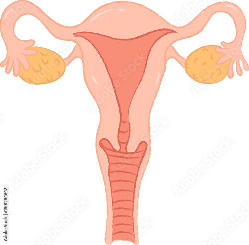 Hand-Drawn Illustration of Female Uterus and Ovaries Anatomy