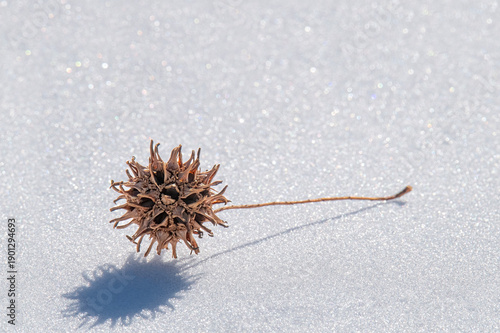 Burr from a Sweetgum Tree Lies on a Frozen Surface