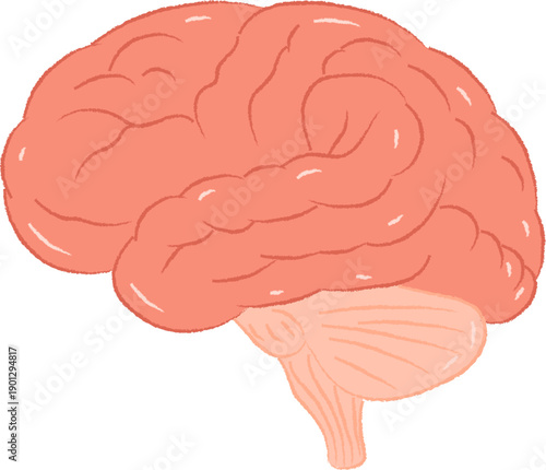 Simple Textured Doodle of the Human Brain Anatomy