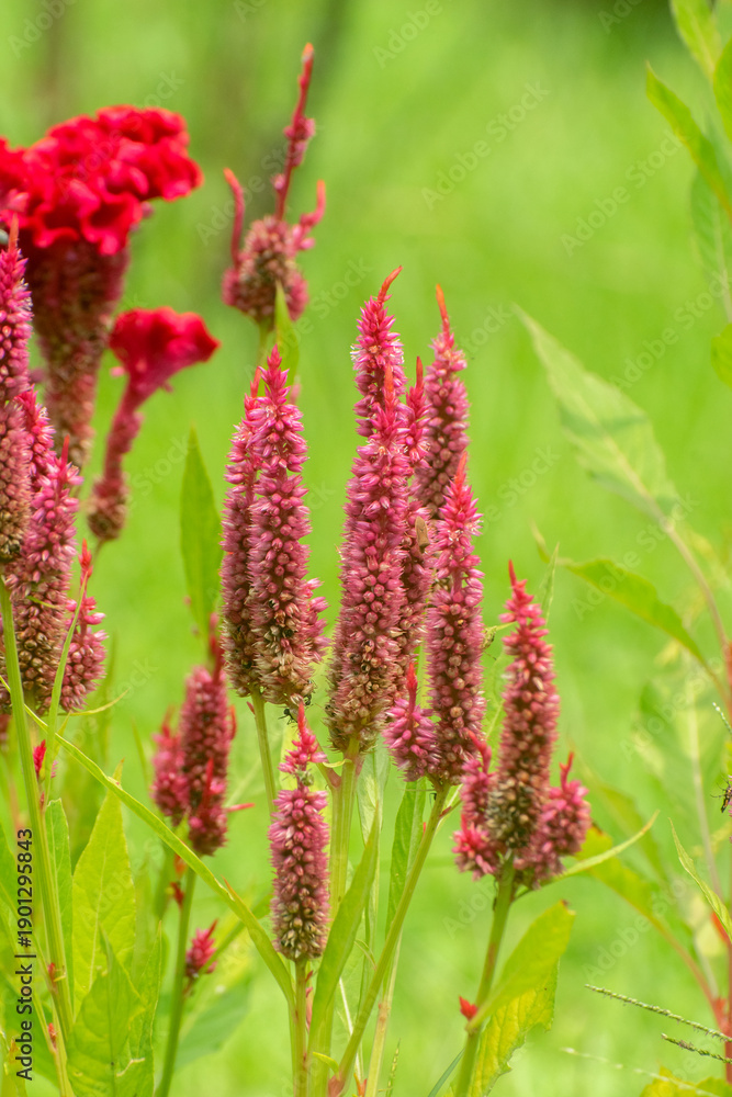 Obraz premium Celosia argentea silver cockscomb flowers growing in a green summer field.