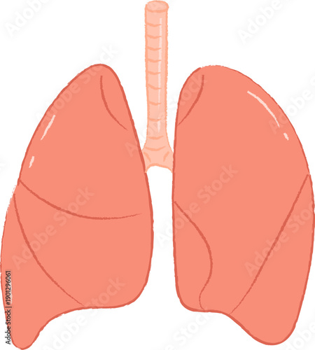 Hand Drawn Stylized Human Lungs Respiratory System Illustration