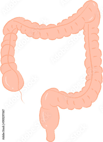 Human Large Intestine Digestive Organ Anatomy Drawing