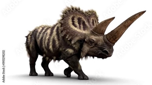 Wooly Tricerhinoceros moving a little