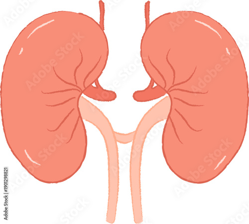 Hand Drawn Human Kidney Anatomy Diagram with Ureters