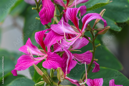 Bauhinia × blakeana commonly called the Hong Kong orchid tree, is a hybrid leguminous tree of the genus Bauhinia. 