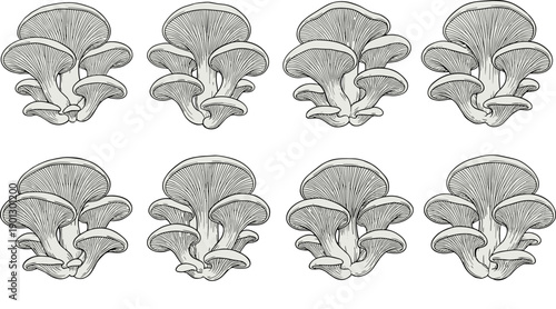 WebHand drawn oyster mushroom vector illustration set featuring detailed fungus clusters isolated on white background for gourmet cooking organic food and botanical nature designs