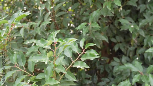 Green Leaves in a Summer Forest Moving Gently in the Breeze