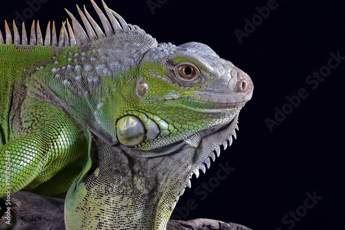Green iguana perched on a tree branch in black background