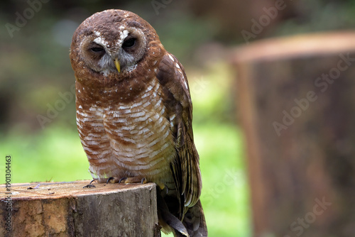 Close up photo of a African wood owl