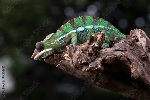 A female panther chameleon is on a log