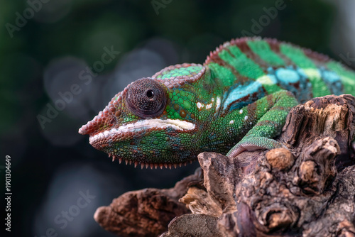 A female panther chameleon is on a log