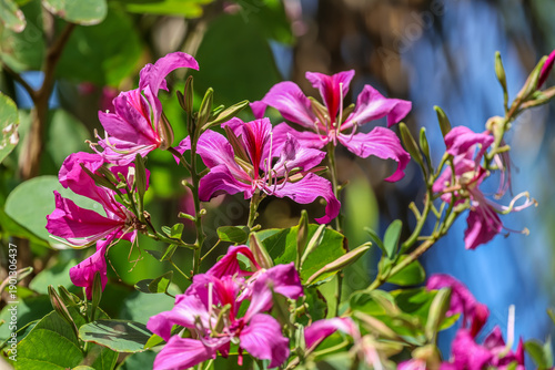 Valokuva Bauhinia × blakeana commonly called the Hong Kong orchid tree, is a hybrid leguminous tree of the genus Bauhinia
