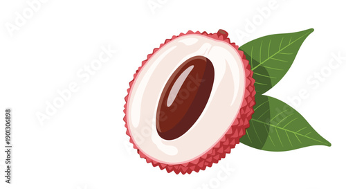 Detailed botanical illustration of a sliced lychee fruit showing the translucent white flesh and dark brown seed with green leaves.