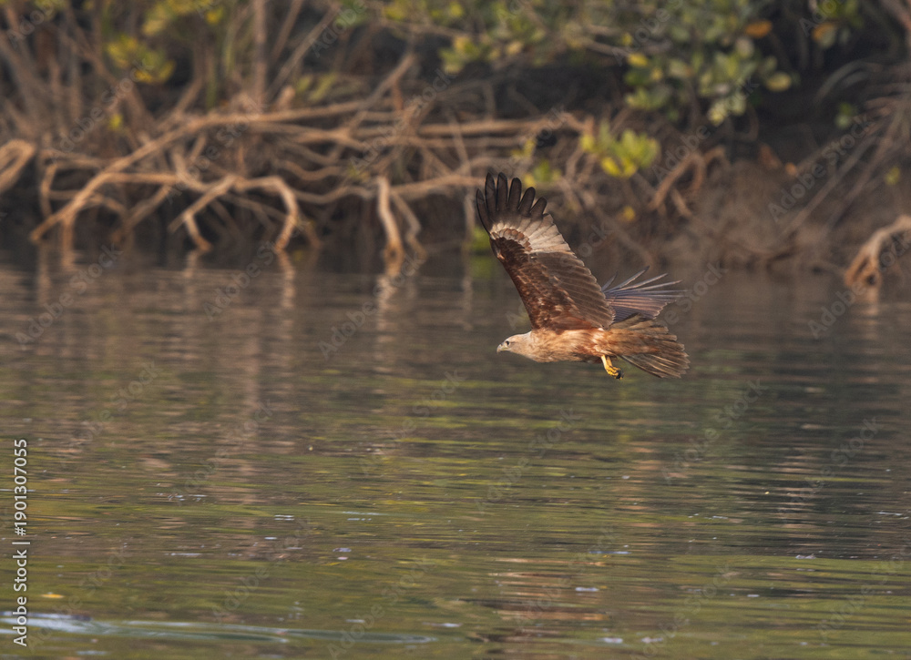 Fototapeta premium A Brahminy kite flying at Sundarban tiger reserve, India