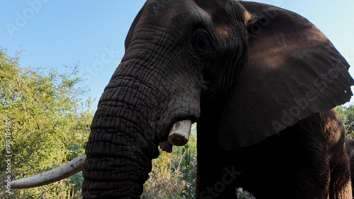 Wild Elephant In Hartbeespoort North West South Africa. Wildness Safari Scene Of Game Drive With Big Five Animals. Countryside Sky Clouds Rural Field. Agronomy Rural Panorama.