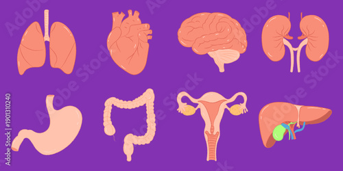Vibrant Human Internal Organs Systems Collection