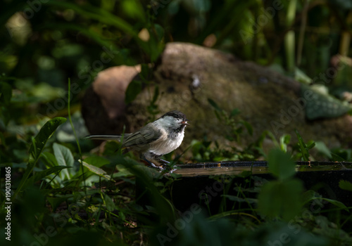 Fotografía Adorable black-capped Coal Tit(Poecile ater) standing on birdbath
