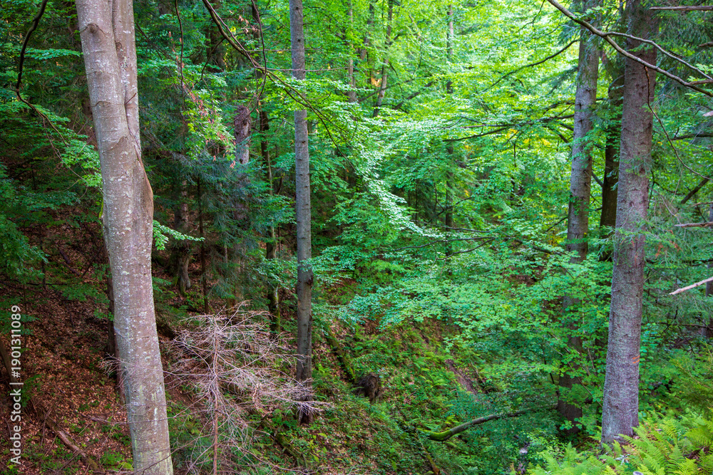 Obraz premium Natural mixed stand of Bieszczady Mountain region