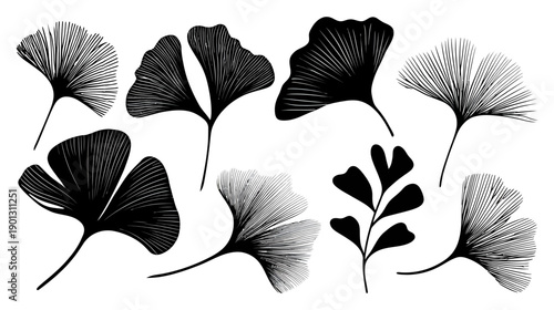 Set of elegant ginkgo biloba leaves illustrations. Black and white vector art with detailed line work, botanical nature design elements.
