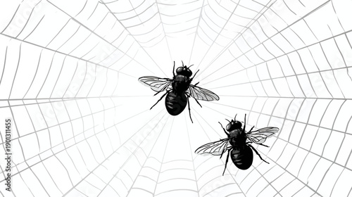 Two Flies Caught in an Intricate Spiderweb, Black and White Illustration of Insects Trapped in Nature's Delicate Net