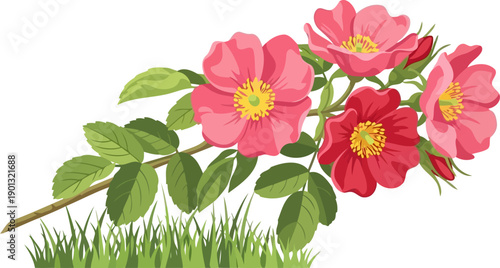 Branch of pink wild roses blooming over green grass