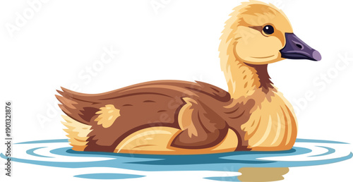 Cute gosling floating on calm blue pond