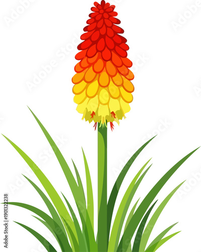 Red hot poker kniphofia flower plant