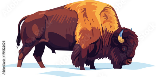 American bison grazing in the snowy winter landscape