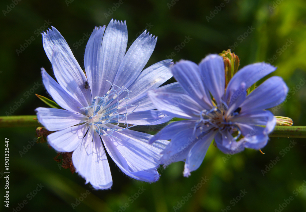 Fototapeta premium Blossom chicory (Cichorium intybus)