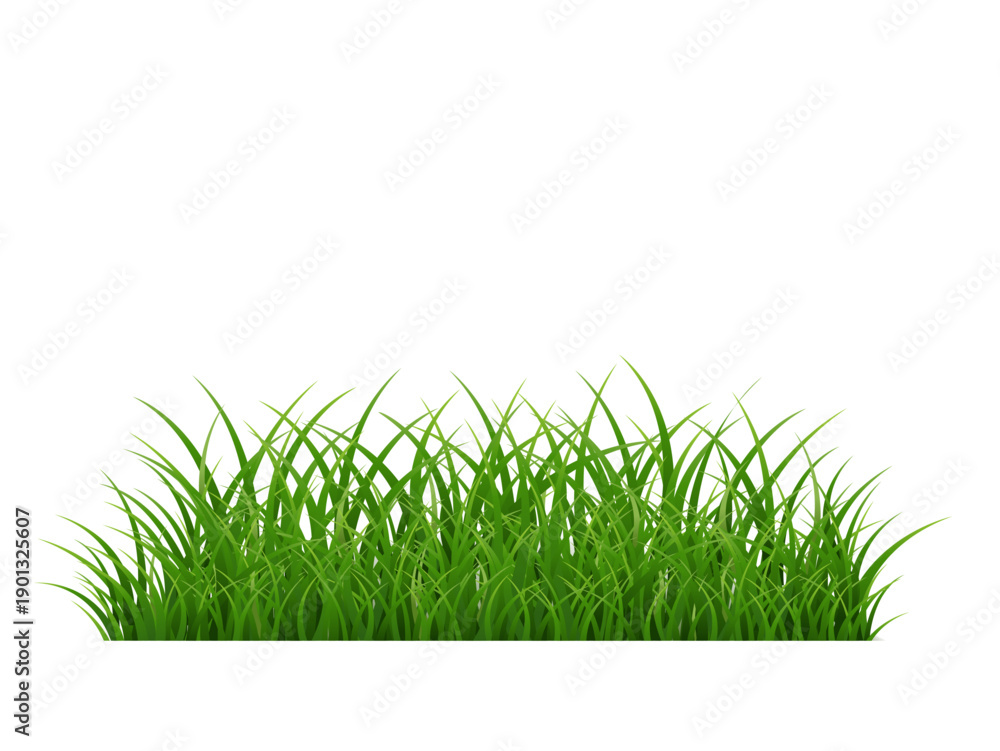 Fototapeta premium Green Grass Isolated White Background