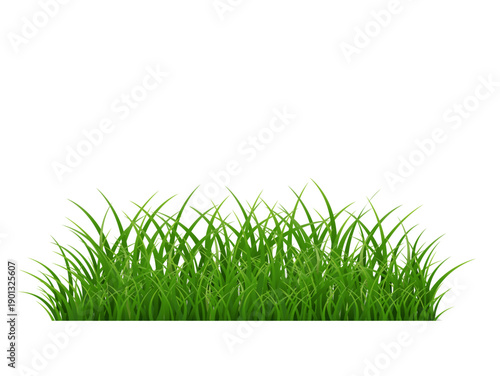 Green Grass Isolated White Background