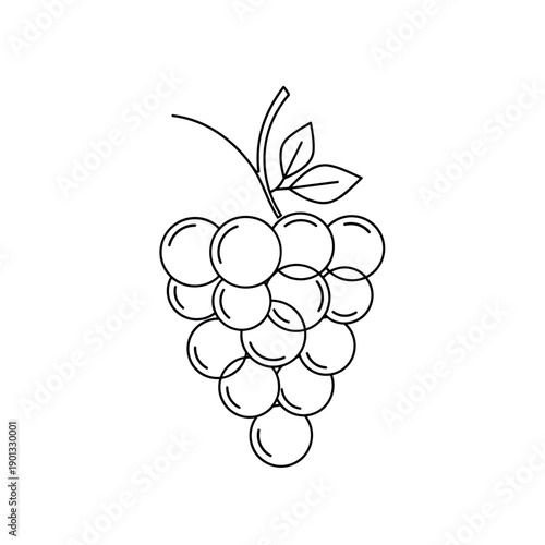 vector illustration of grapes
