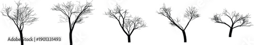 Set of bare trees in various shapes and sizes  trees without leaves  deciduous tree silhouettes  different tree shapes and forms